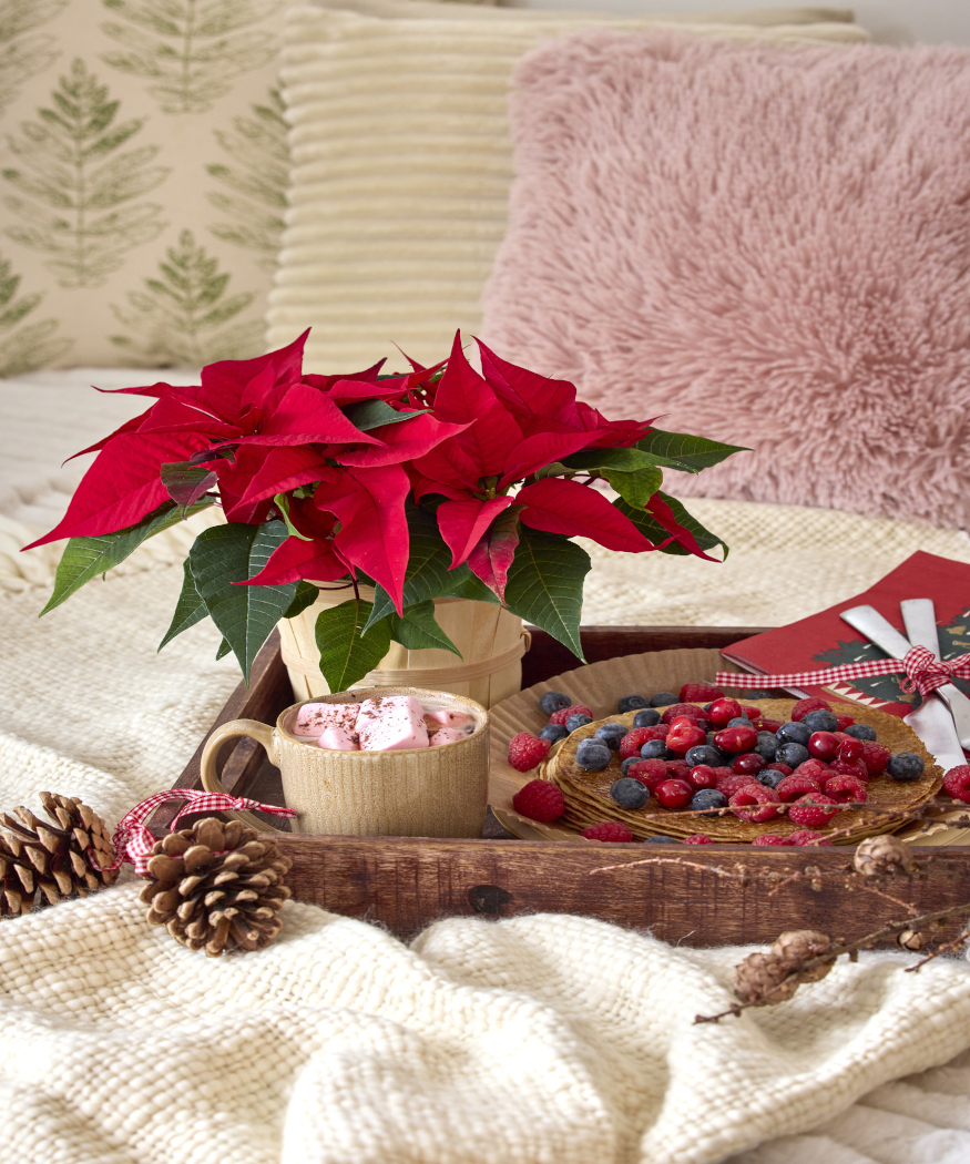 Een ster voor elke setting. Kerststerren – een veelzijdige metgezel tijdens de winter