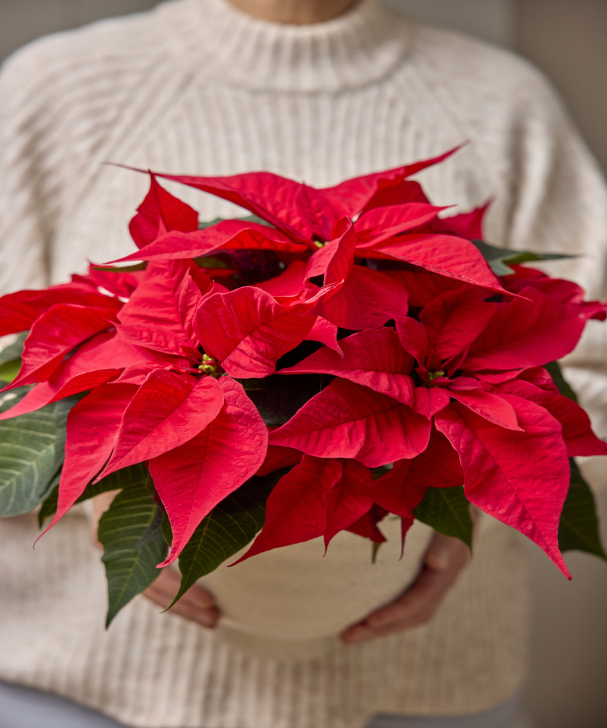 Vreugde en kleur geven. Bloeiende kerststerren als cadeau