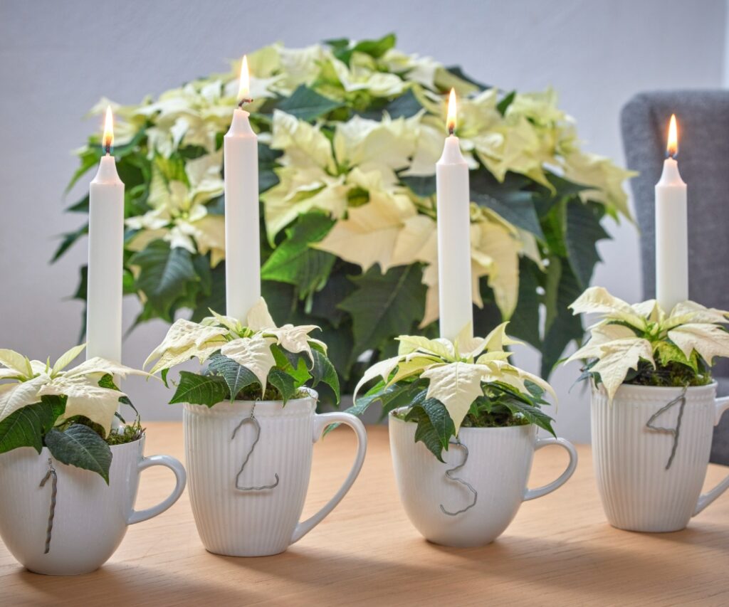 Een alternatieve adventskrans, gemaakt van vier witte kopjes, versierd met kaarsen, cijfers van ijzerdraad en crèmekleurige mini-kerststerren.