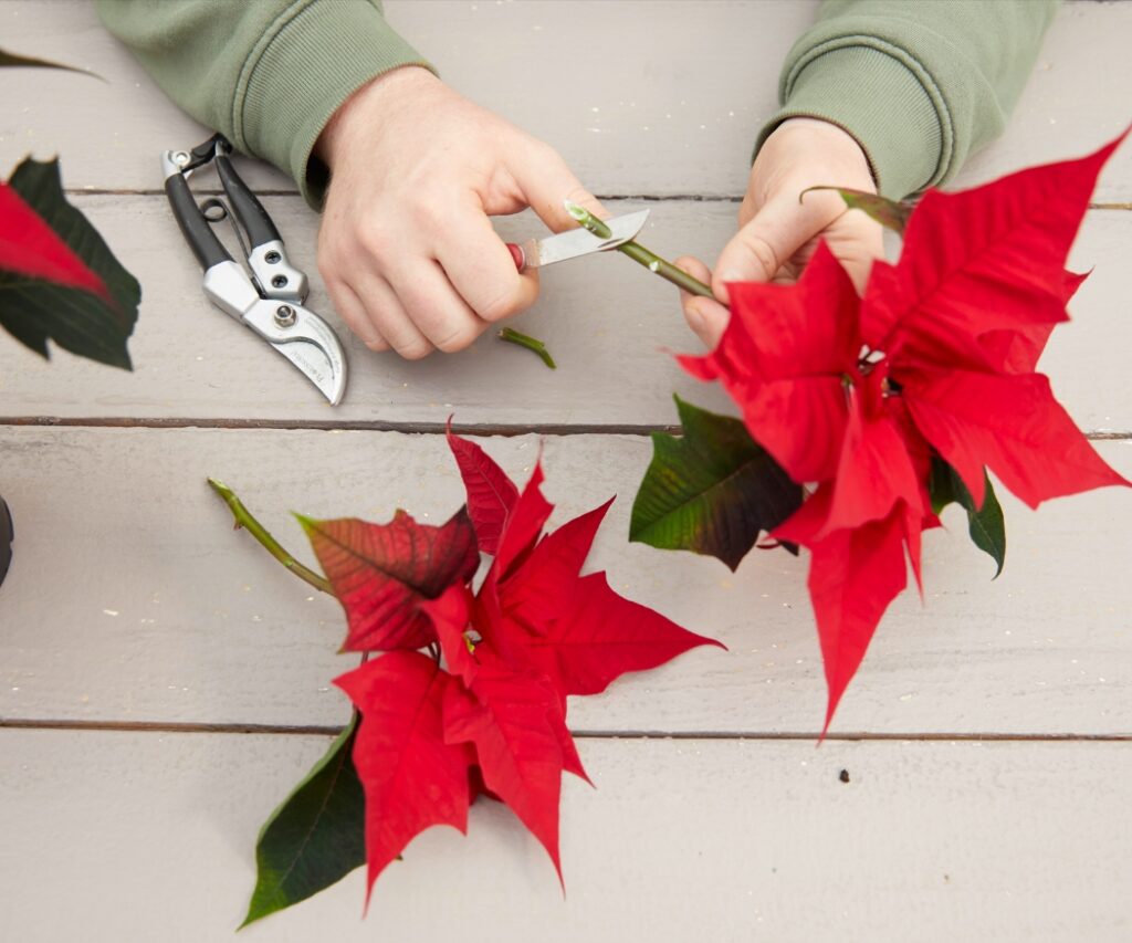 Handen verwijderen met een mes de onderste bladeren van een rode kerststerstengel en snijden de onderkant van de stengel schuin af.