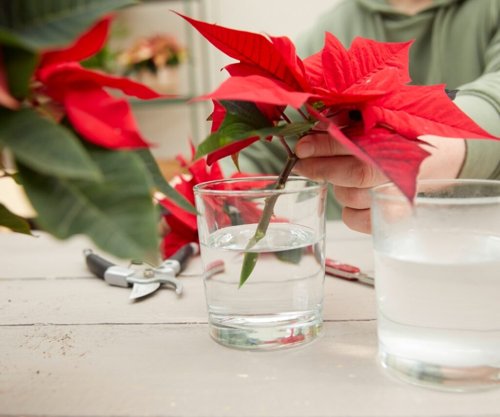 Handen verwijderen met een mes de onderste bladeren van een rode kerststerstengel en snijden de onderkant van de stengel schuin af.
Handen houden de afgesneden stengel van een rode kerstster vast en dompelen deze in een glas heet water (ongeveer 60 °C).