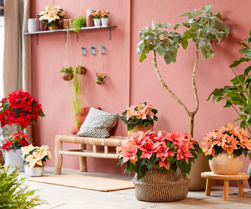 2021-poinsettia-01000-boho-green-living-01