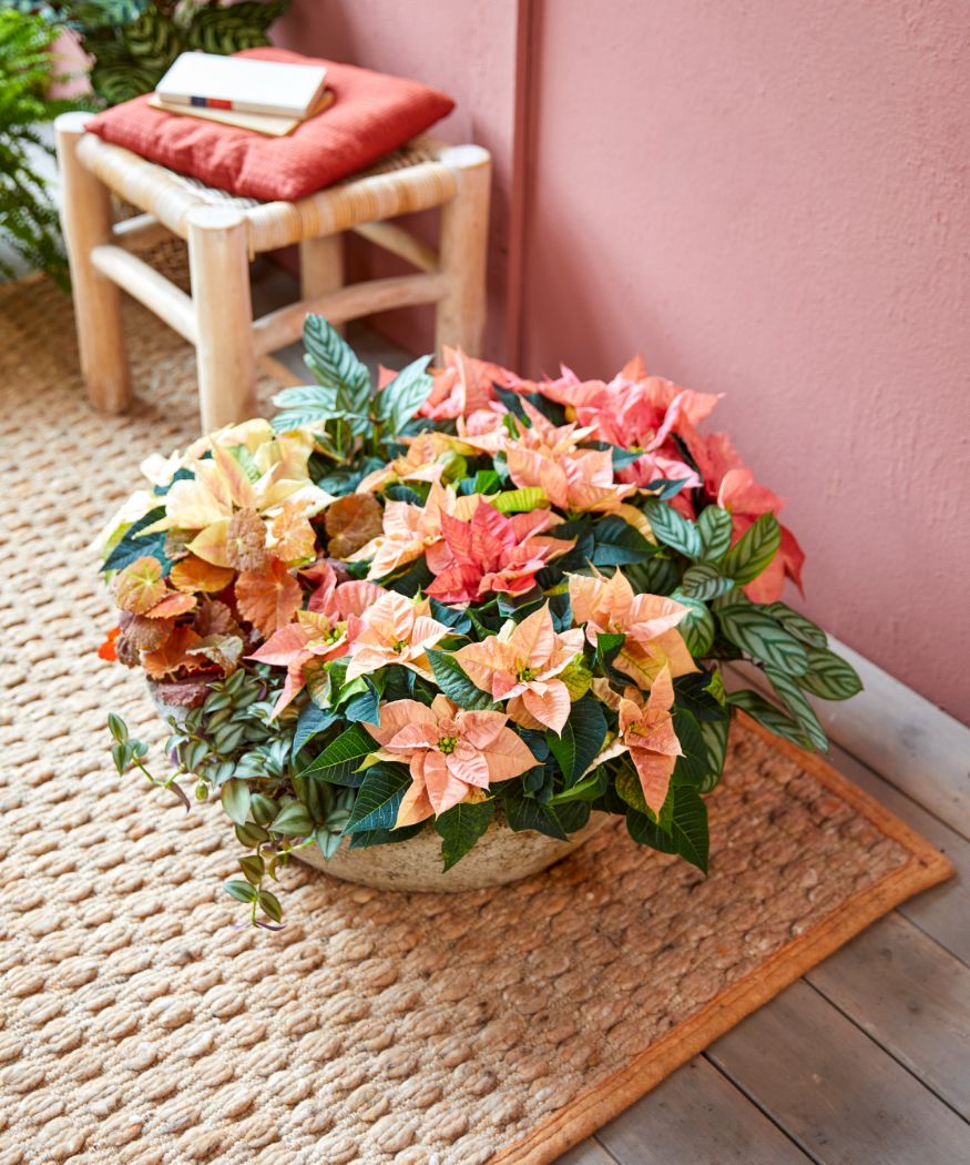 2021-poinsettia-01000-boho-green-living-08