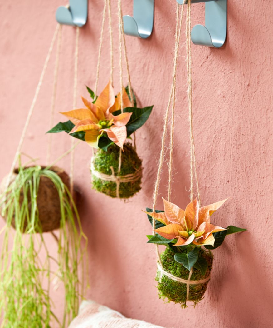 2021-poinsettia-01000-boho-green-living-05