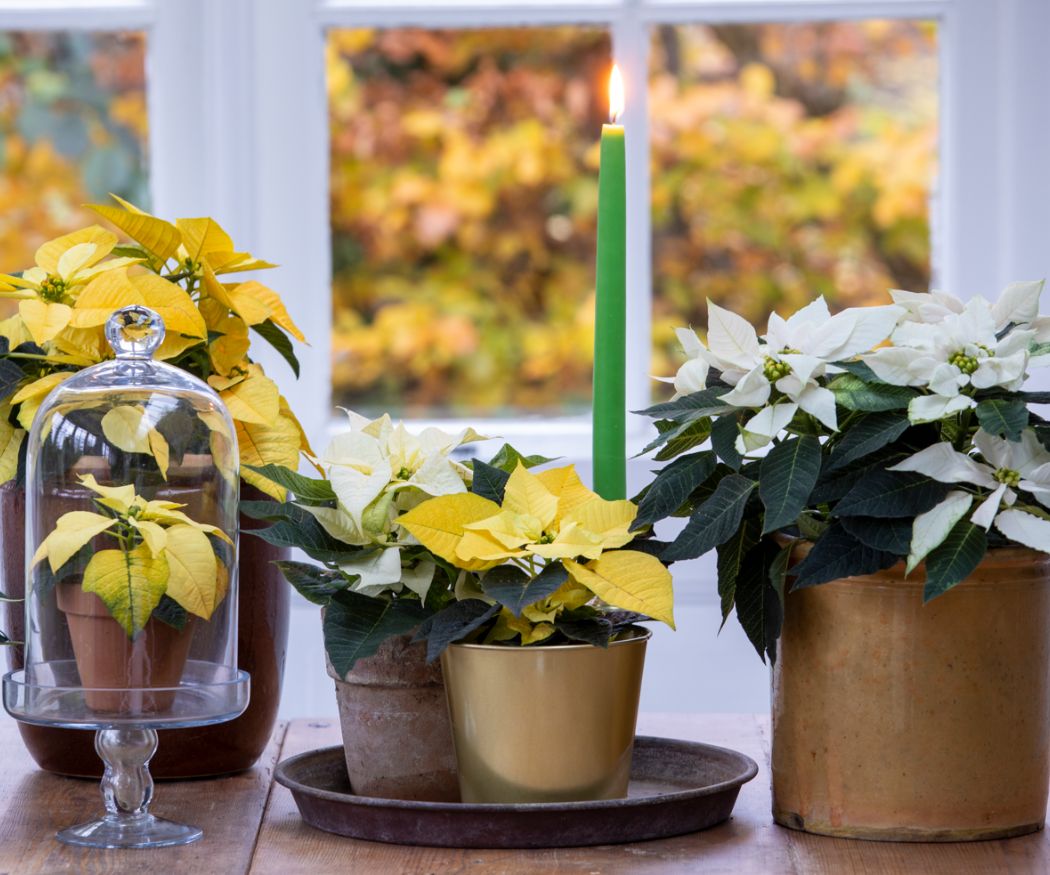 2021-poinsettia-04000-autumnal-glow-07