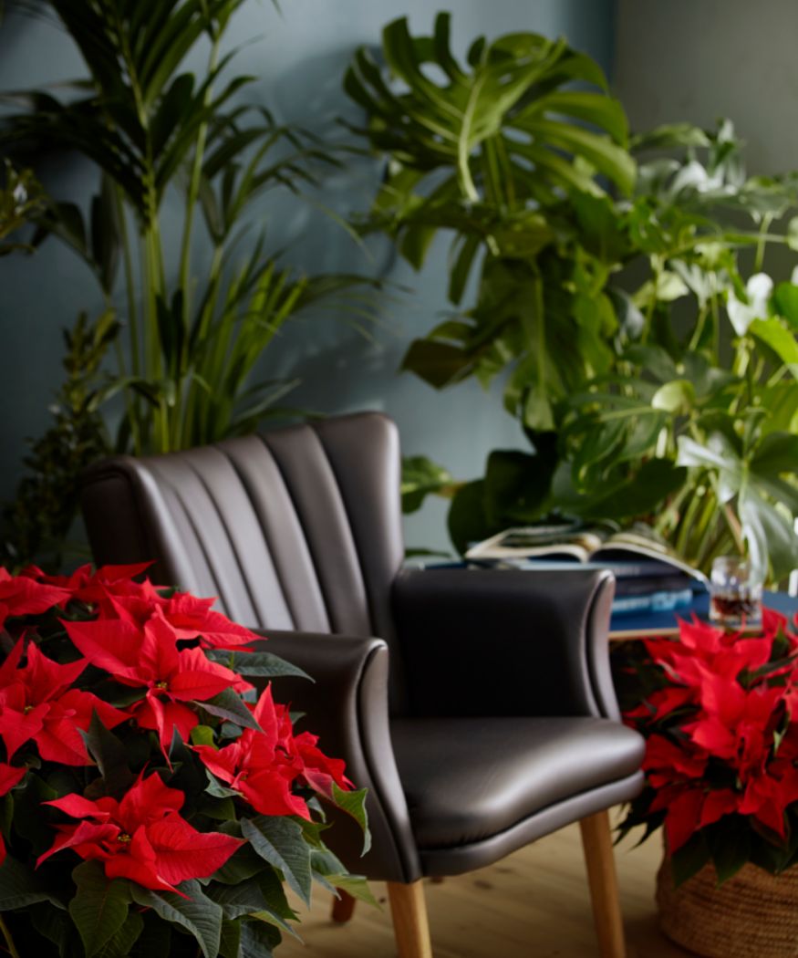 2021-poinsettia-05000-christmas-woodland-20