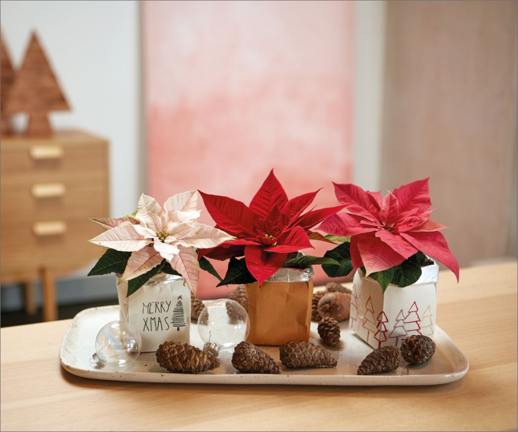 2020-poinsettia-02000- Różowa, czerwona i łososiowa poinsecja w wersji miniaturowej na ceramicznej tacy