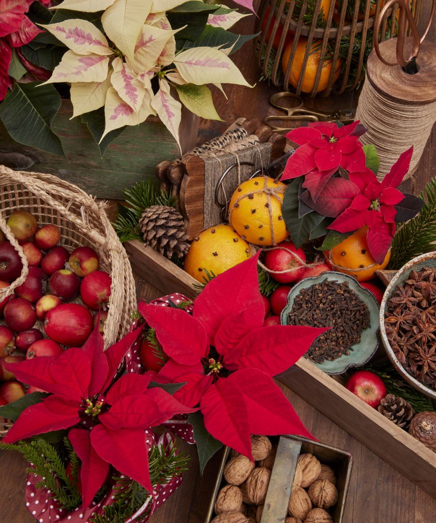 2023_poinsettia_02000_Cottagecore_Charm_25