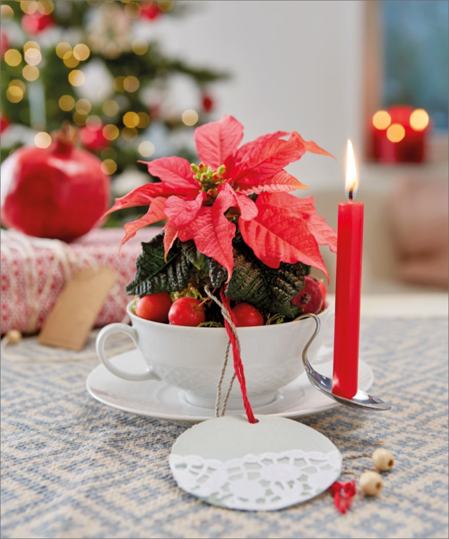 2017-weihnachtsstern-d Weiße Porzellan-Tasse, bepflanzt mit lachsfarbenem Weihnachtsstern, dekoriert mit Zieräpfelchen und Spitzen-Geschenkanhänger; gebogener Löffel und rote Baumkerze in Landhaus-Ambiente