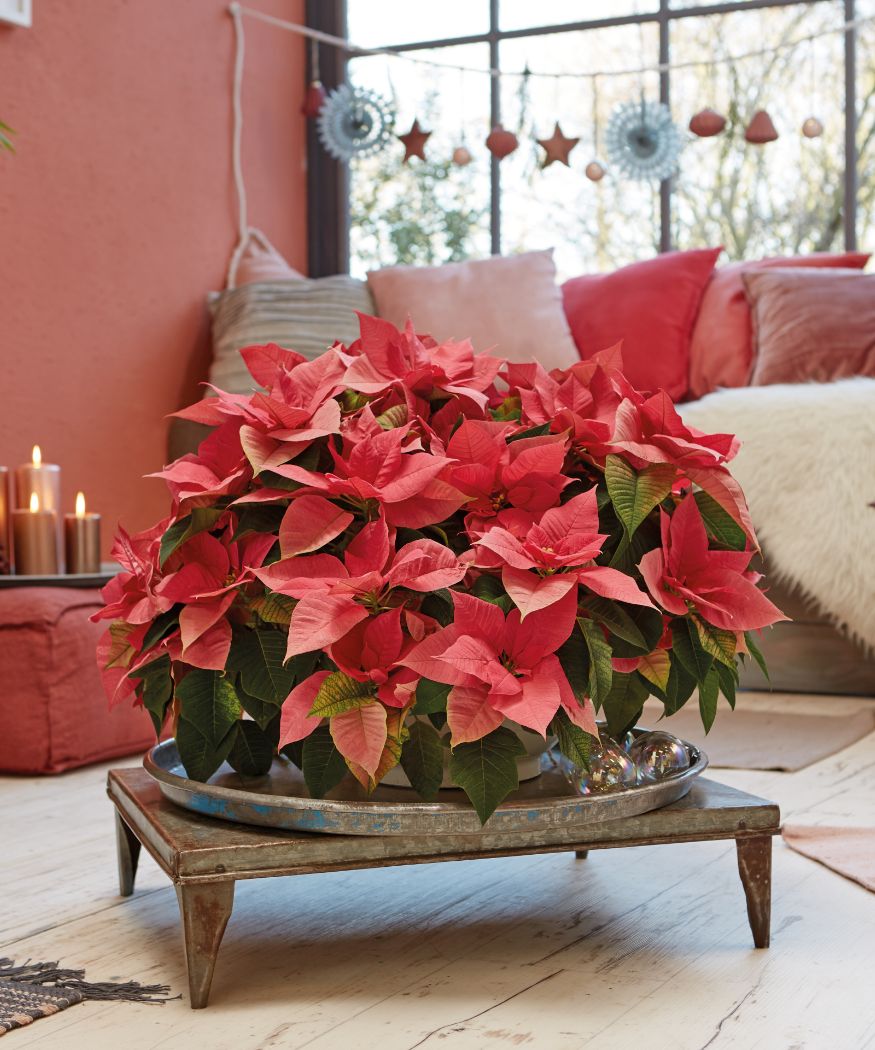 Pflanzschale mit rosa Weihnachtssternen in einem gemütlichen Wohnzimmer