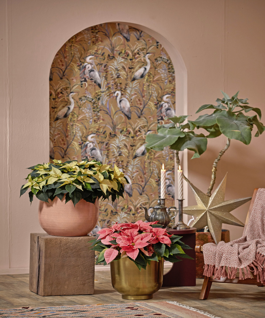 Höst- och julstjärnor – Skapa vintermagi i varje rum