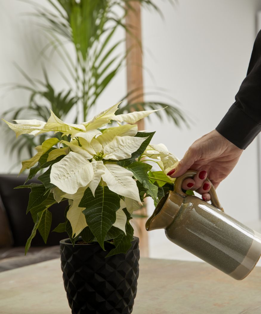 2022-poinsettia-07000-how-to-water-02 2022-poinsettia-07000-how-to-water-02