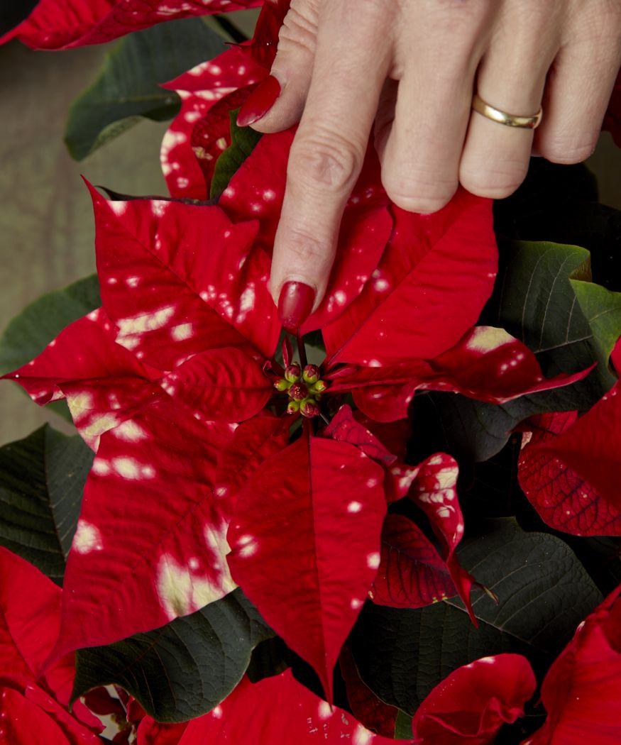 2022-poinsettia-buying-the-right-plant-03